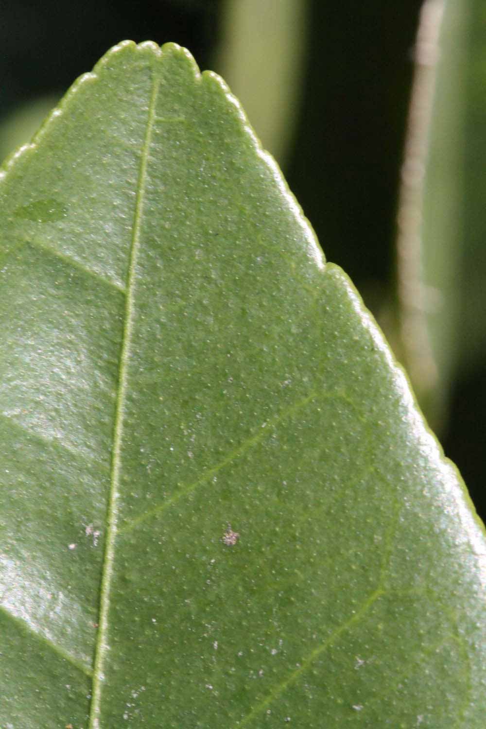              Margin (Riverside, CA)       